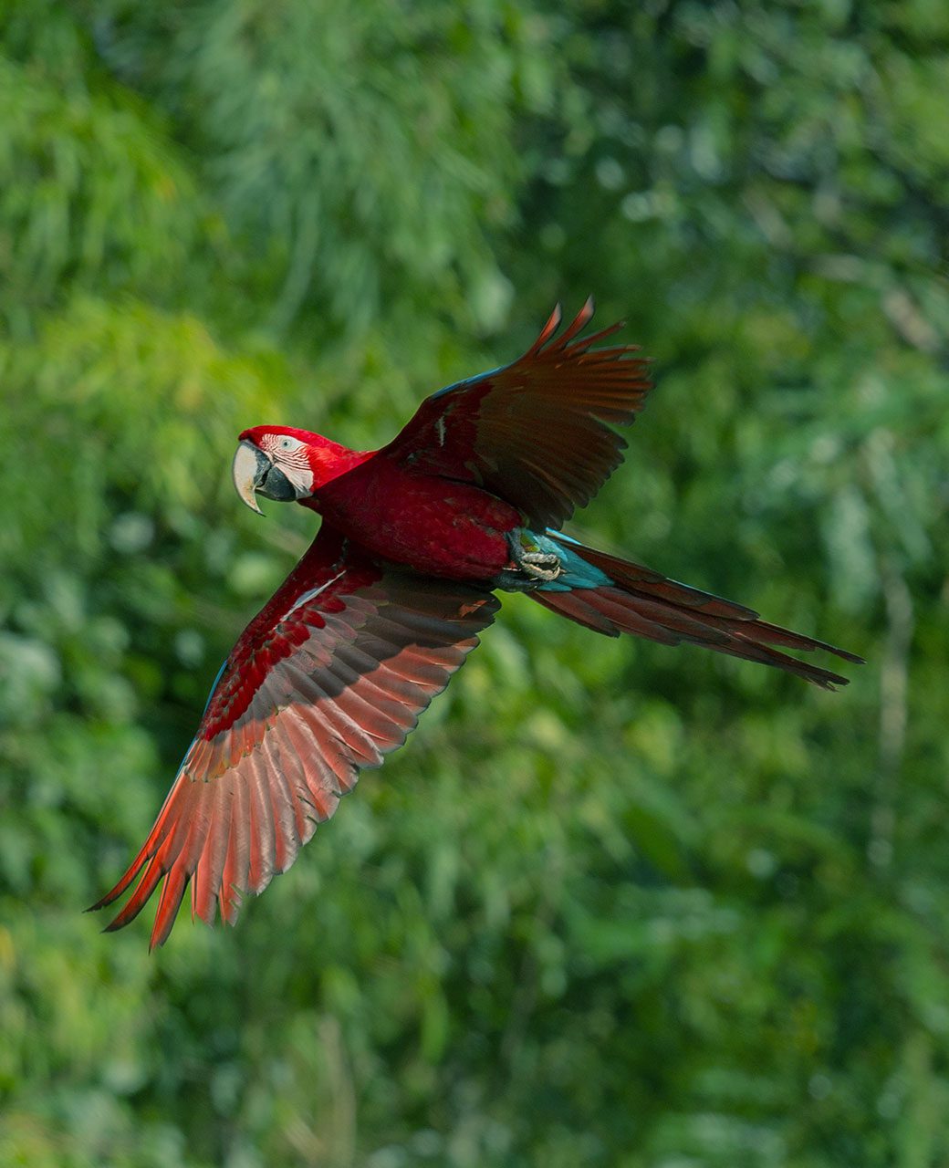 imagem-sobre-brazil-amazon